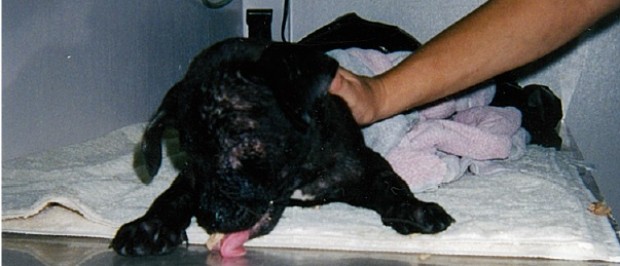Photo purporting to show a dog euthanized by PETA. (Former PETA employee) 