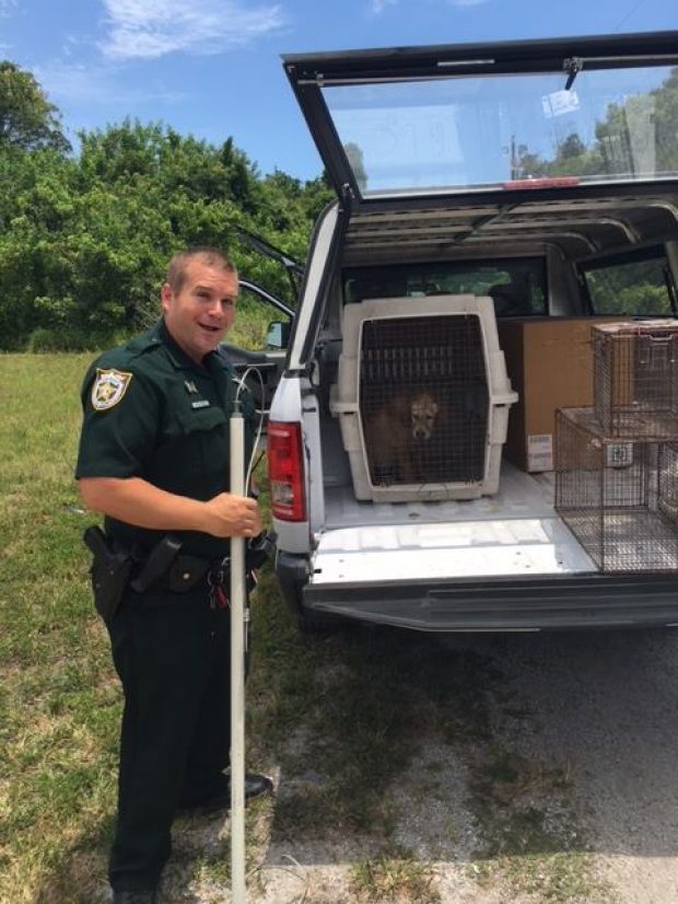 Puddles (St. Lucie County Sheriff's Office)