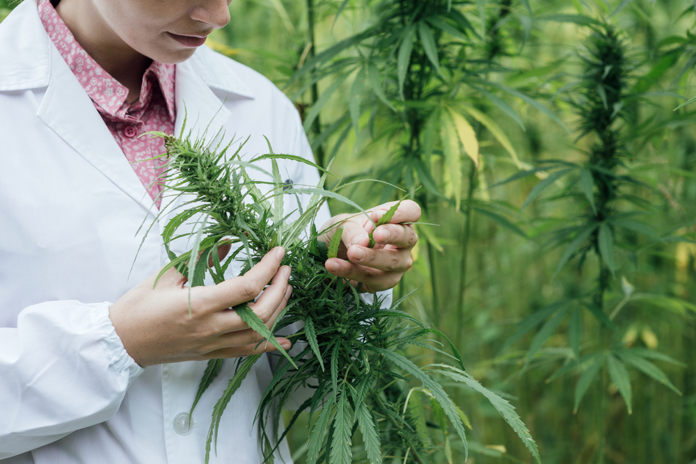 Marijuana research (Shutterstock)