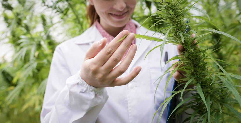 Marijuana research (Shutterstock)