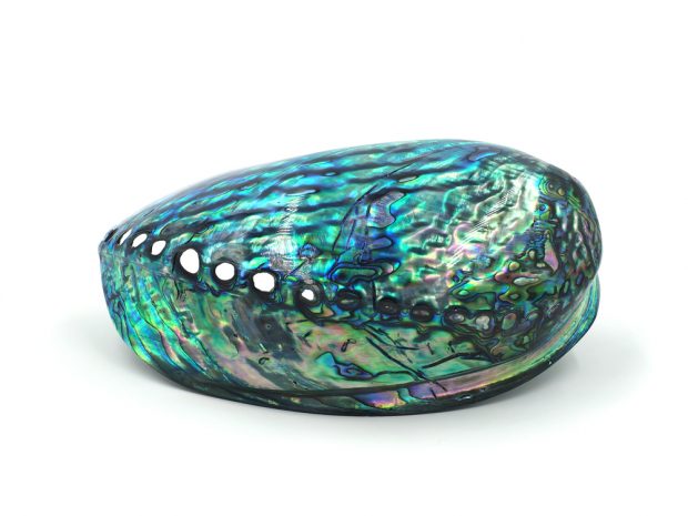 This is an abalone shell (Photo via Shutterstock)