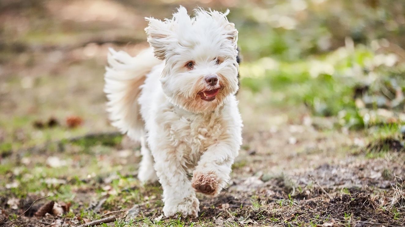white havenese dog Shutterstock/Vista Photo