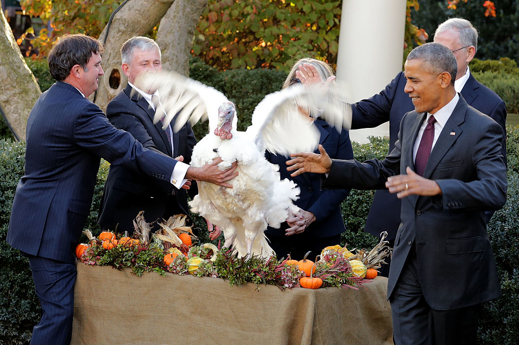The National Thanksgiving Turkey, "Tot," flaps its wings after being pardoned by Barack Obama (Getty Images)