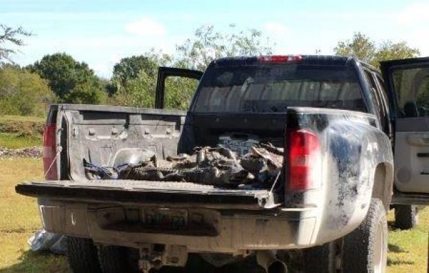 Authorities bust alligator trafficking ring (Photo: Florida Fish and Wildlife/Flickr, released)