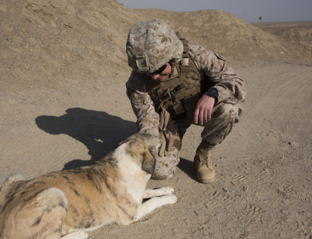 Maj. Kendra Motz kneels down to give an Afghan dog a final pet before heading back to Camp Shorab, where she serves as a Public Affairs Officer for Task Force Southwest. (Hailey Sadler)