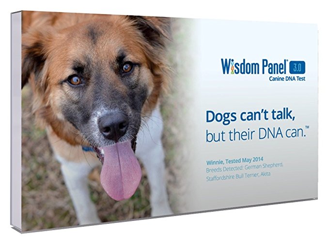 Normally $80, this dog DNA kit is 36 percent off today (Photo via Amazon)