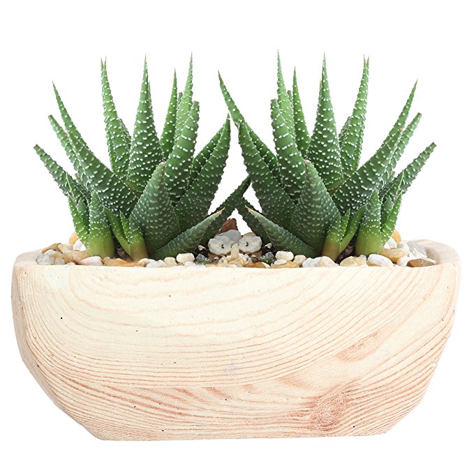 Normally $30, this succulent planter is 20 percent off (Photo via Amazon)