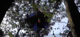 Protester in treehouse
